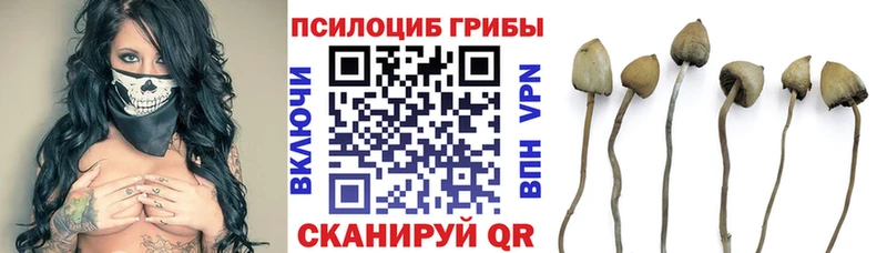 хочу Лесозаводск Псилоцибиновые грибы Psilocybine cubensis