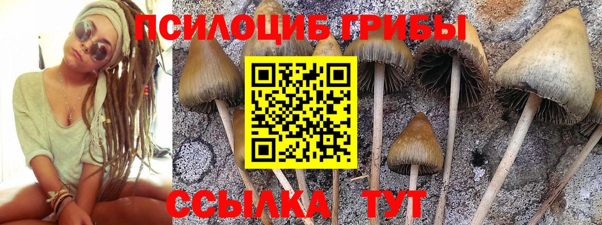Псилоцибиновые грибы Psilocybe  Вход с VPN  Лесозаводск 