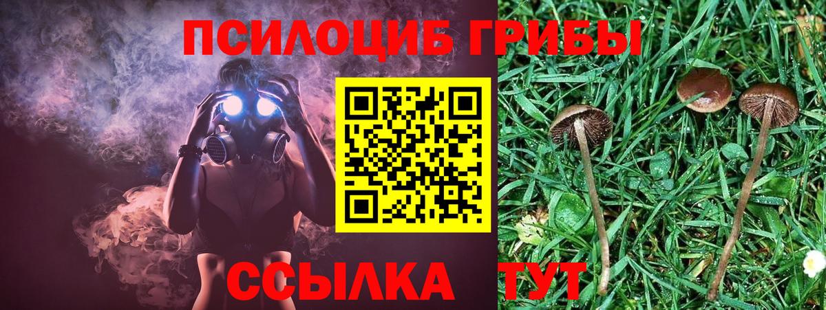 Псилоцибиновые грибы Psilocybine cubensis Лесозаводск